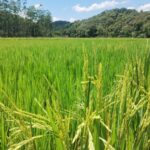Guabiruba projeta safra recorde de arroz e milho em 2025/2026
