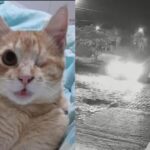 VÍDEO: Gato cego de criança autista morre atropelado por carro na contramão em Brusque