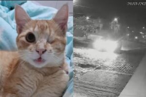 VÍDEO: Gato cego de criança autista morre atropelado por carro na contramão em Brusque