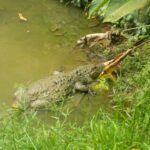 Conheça Nina, o animal mais antigo do Zoobotânico de Brusque