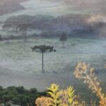 Verão com cara de inverno: Serra de SC tem geada histórica em janeiro