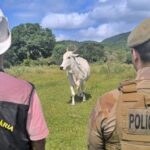 Polícia Militar da início à Operação Quaresma contra a Farra do Boi