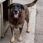 Polícia Civil conclui investigação sobre morte do cão Orelha e pede internação de adolescente