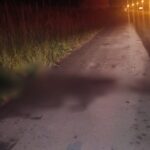 Boi atravessa a pista e morre atropelado em Ilhota (SC)