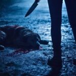 Mulher é detida por maus-tratos após esfaquear cão em Blumenau