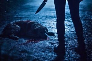 Mulher é detida por maus-tratos após esfaquear cão em Blumenau