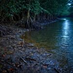 Corpo dentro de saco plástico é achado às margens de rio em BC