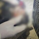 Cão morre após ser arremessado de prédio em Itajaí