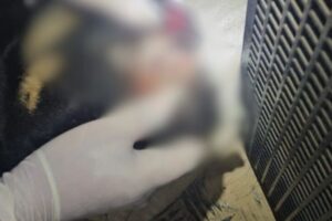 Vítima de maus-tratos, cão é encontrado morto em Itajaí