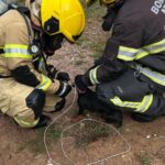 Cãozinho é resgatado de incêndio em São João Batista