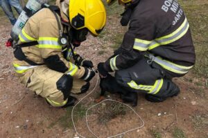 Cãozinho é resgatado de incêndio em São João Batista