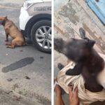 Pitbull solto invade terreno e ataca outro cão em Gaspar