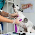Guabiruba divulga credenciamento para clínicas veterinárias via CIMVI