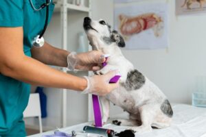 Guabiruba divulga credenciamento para clínicas veterinárias via CIMVI