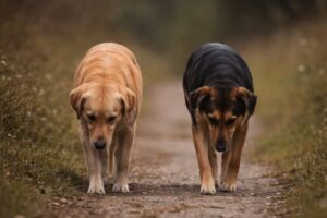 Justiça decreta prisão preventiva de suspeitos por matar cães no Alto Vale
