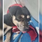 Enterrada viva: cachorra resgatada em Joinville segue em recuperação