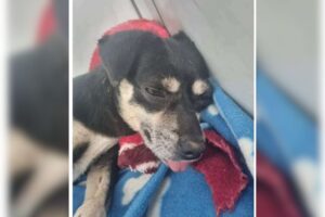 Enterrada viva: cachorra resgatada em Joinville segue em recuperação