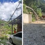 Árvore de grande porte cai sobre casa e causa prejuízos em Itajaí