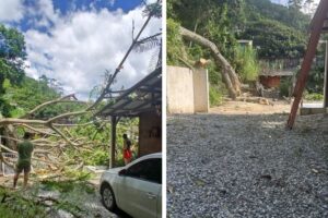 Árvore de grande porte cai sobre casa e causa prejuízos em Itajaí