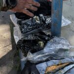 VÍDEO: PRF intercepta tráfico de “supermaconha” na BR-101 e prende motorista