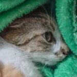 Mulher é detida após arremessar gata do 12º andar de prédio em Curitiba (PR)