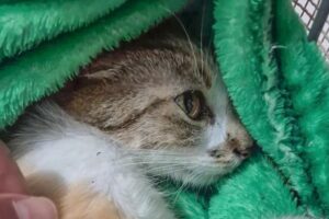 Mulher é detida após arremessar gata do 12º andar de prédio em Curitiba (PR)