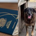 Polícia pede apreensão de passaporte de adolescente investigado por agressão ao cão Orelha