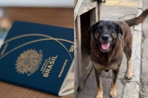 Polícia pede apreensão de passaporte de adolescente investigado por agressão ao cão Orelha