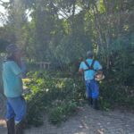 Serviços de roçada e limpeza urbana seguem em ritmo acelerado