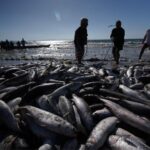 Governo publica novas regras para a pesca da tainha em SC