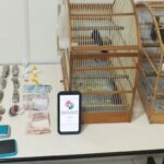 Homem é detido por tráfico após tentativa de fuga em Gaspar