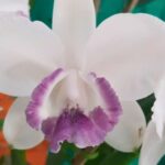 Exposição de orquídeas movimentará Brusque neste fim de semana