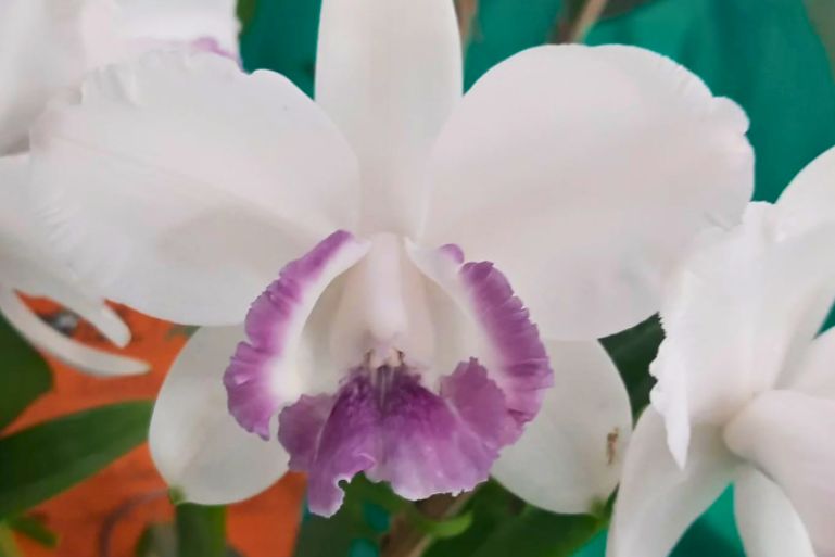 Exposição de orquídeas movimentará Brusque neste fim de semana