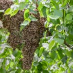 Ataque de abelhas deixa um homem morto e outro ferido no Extremo-Oeste de SC