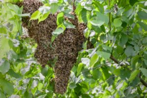 Ataque de abelhas deixa um homem morto e outro ferido no Extremo-Oeste de SC