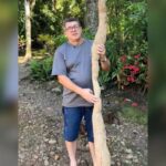 Aipim de mais de dois metros chama atenção em propriedade rural de Pomerode