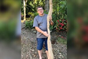 Aipim de mais de dois metros chama atenção em propriedade rural de Pomerode