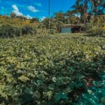 Aos 81 anos, agricultor de Brusque tira da terra o sustento e a alegria