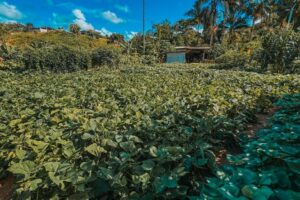 Aos 81 anos, agricultor de Brusque tira da terra o sustento e a alegria