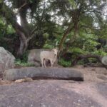 Operação indicia 40 pessoas por Farra do Boi em SC