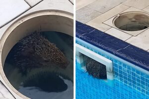 Bombeiros de Blumenau resgatam cotia presa em piscina