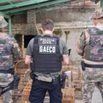 Operação mobiliza cinco estados contra o tráfico de animais silvestres