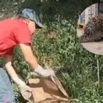 Bombeiros resgatam porco-espinho em área urbana de Guabiruba