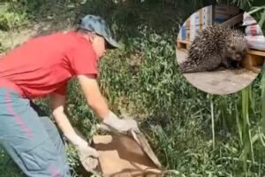Bombeiros resgatam porco-espinho em área urbana de Guabiruba
