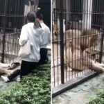 VÍDEO: Criança é agarrada por leoa em zoológico da China durante alimentação
