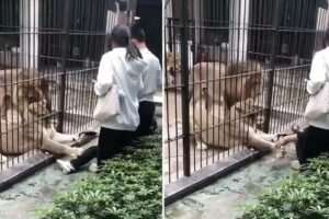 VÍDEO: Criança é agarrada por leoa em zoológico da China durante alimentação