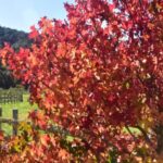 Outono deve ter temperatura acima da média em SC