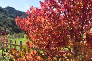 Outono deve ter temperatura acima da média em SC