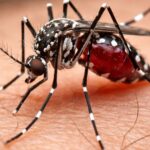 Dengue: Brusque chega a quatro casos confirmados e dez estão sob investigação