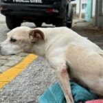 Polícia Civil resgata cão vítima de maus-tratos e detém tutor em Brusque